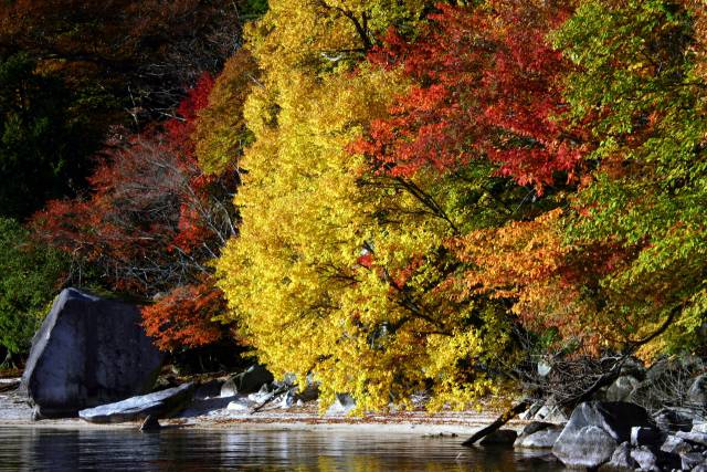 日光の紅葉状況をお知らせ！